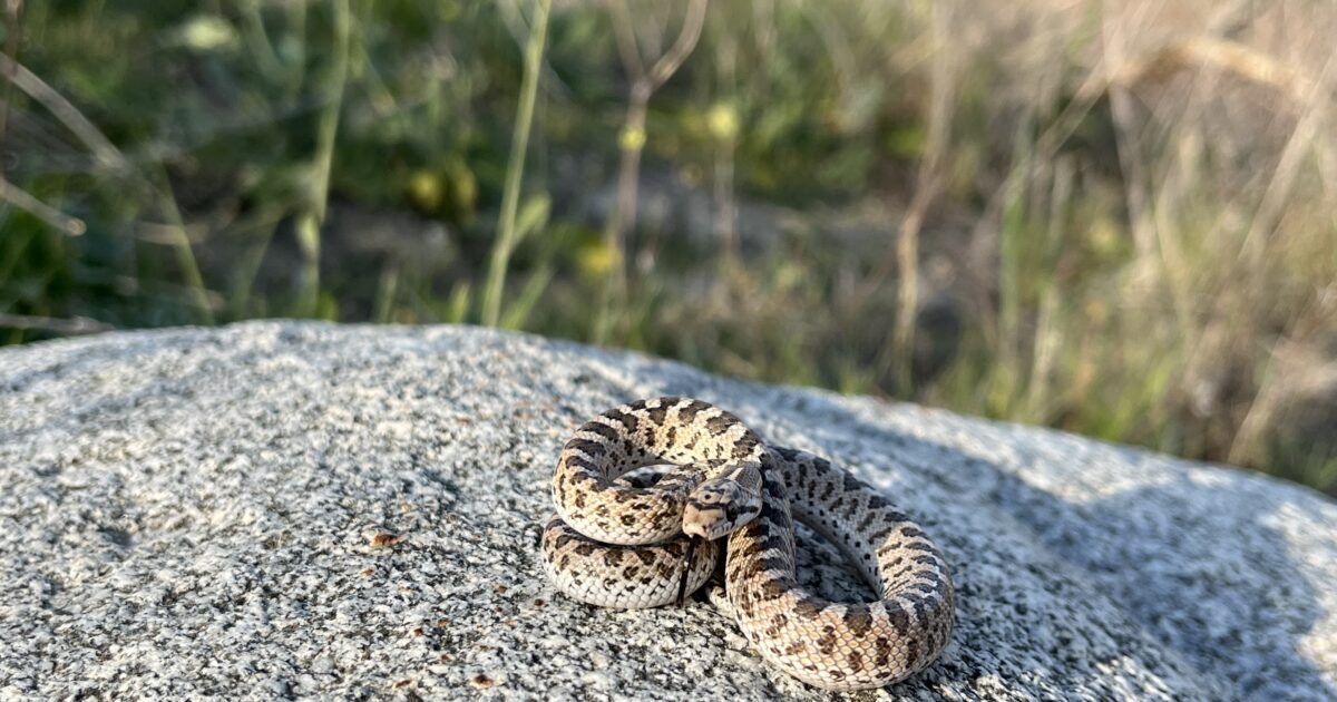 Finding the first Glossy Snake in the Los Angeles Basin in over 80